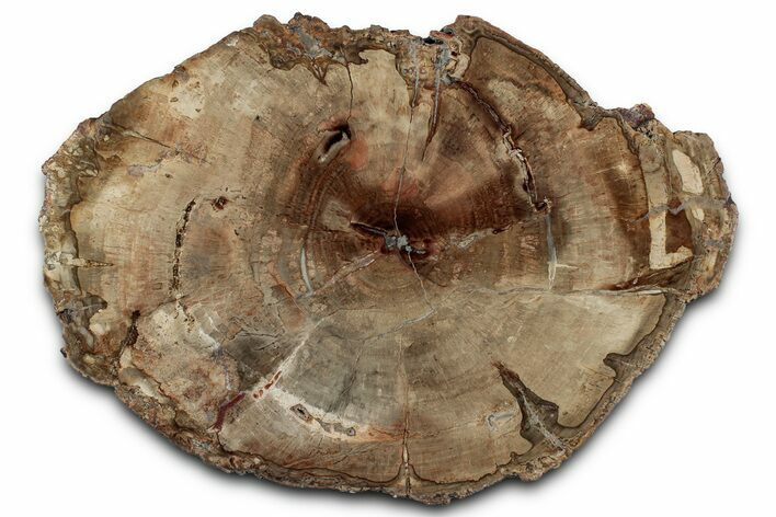 Polished Petrified Wood (Araucaria) Round - Madagascar #358036